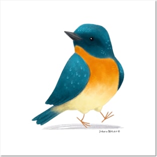 Tickells Blue Flycatcher Bird Posters and Art